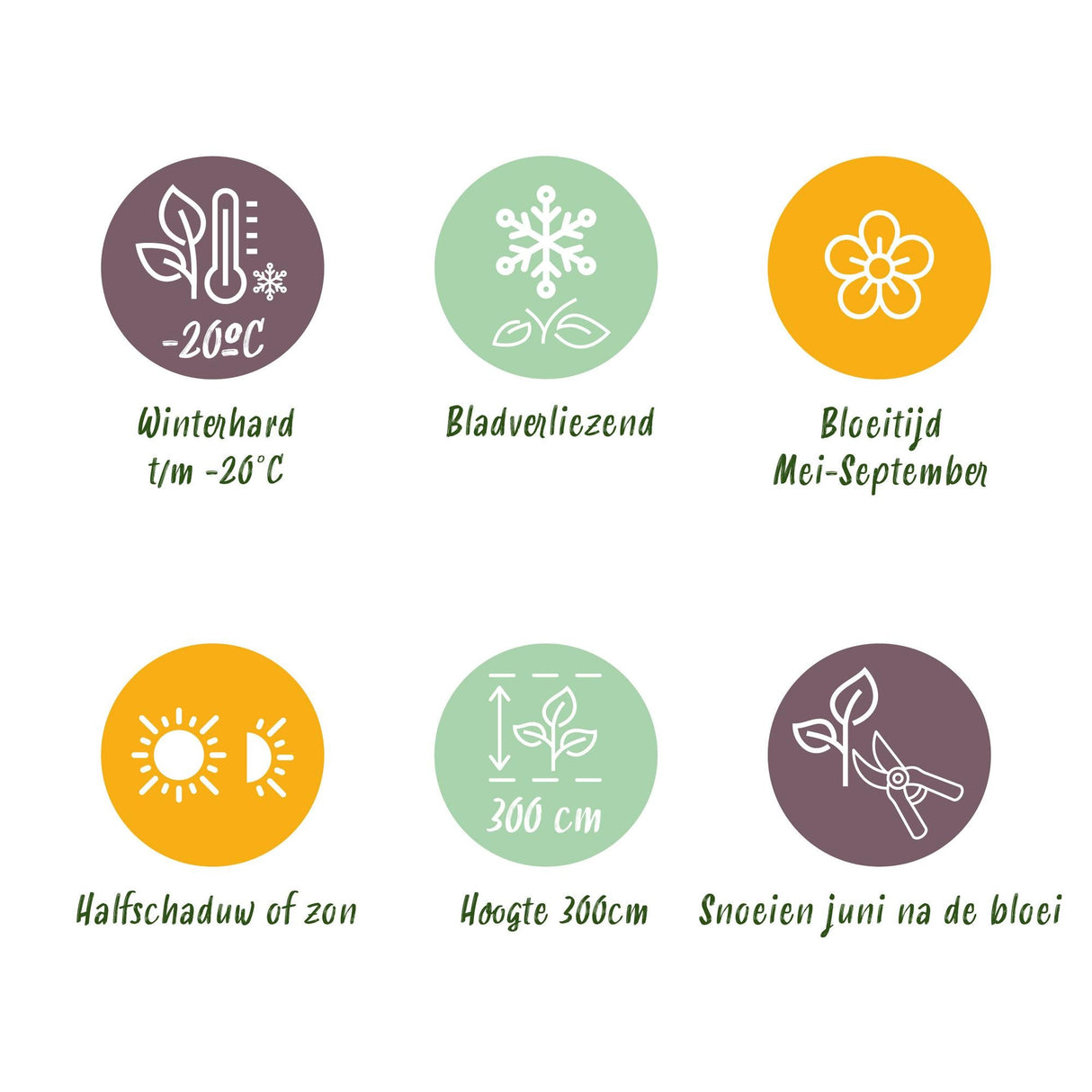 Livraison plante Clématite Blue Angel – Lot de 2 – Pot 11 cm – Hauteur 40 cm