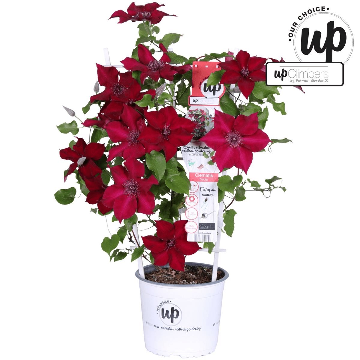 Livraison plante Clematite Boulevard® Nubia ™ - ↨70cm - Ø19 - plante d'extérieur fleurie grimpante