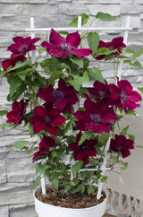 Livraison plante Clematite Boulevard® Nubia ™ - ↨70cm - Ø19 - plante d'extérieur fleurie grimpante