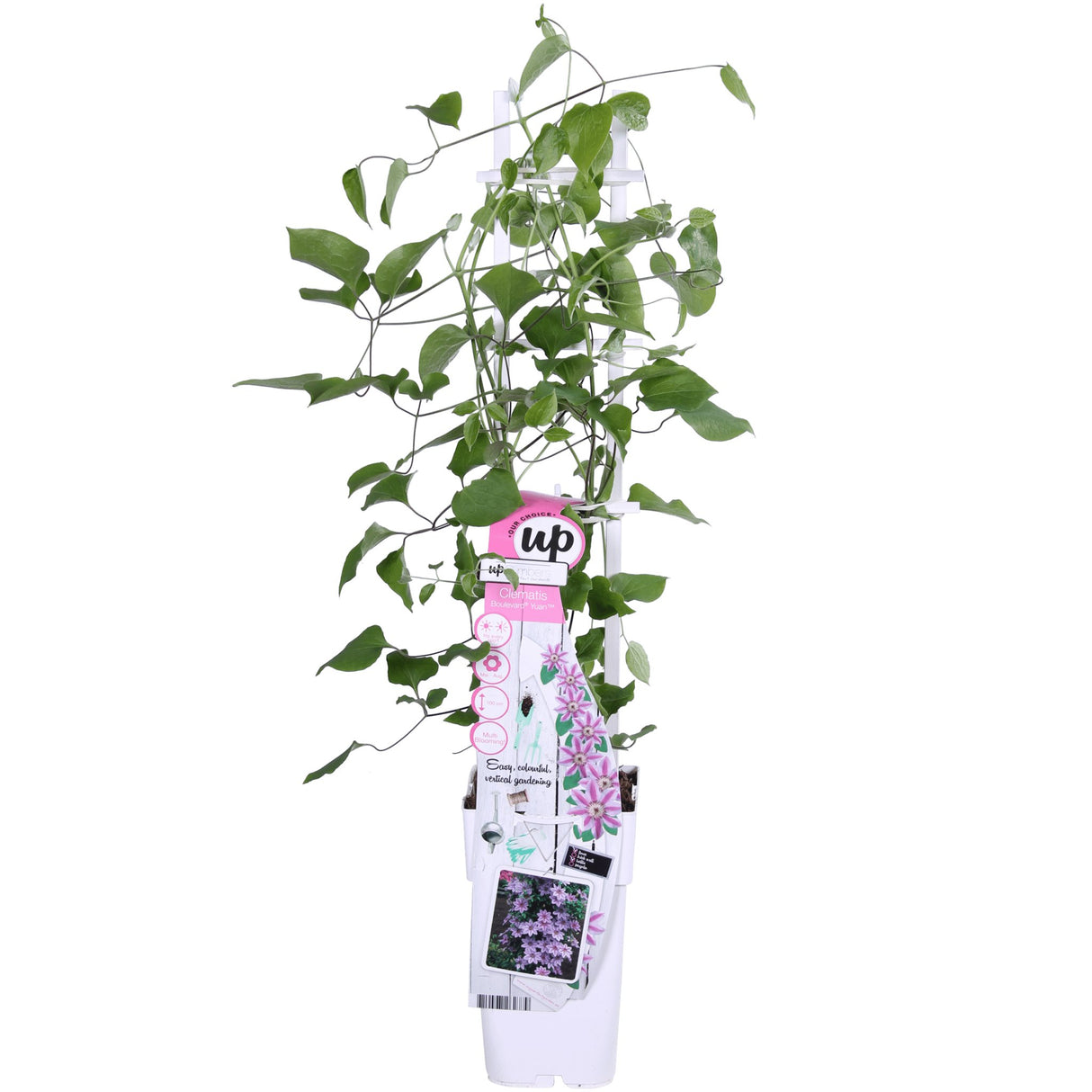 Livraison plante Clematite Boulevard® Yuan ™ - ↨65cm - Ø15 - plante grimpante fleurie