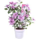 Livraison plante Clematite Boulevard® Yuan ™ - ↨70cm - Ø19 - plante d'extérieur fleurie