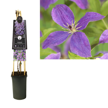 Livraison plante Clematite fleurs de lavande d17cm h75cm