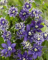 Livraison plante Clematite Florida 'Taiga' - ↨65cm - Ø15 - plante grimpante fleurie