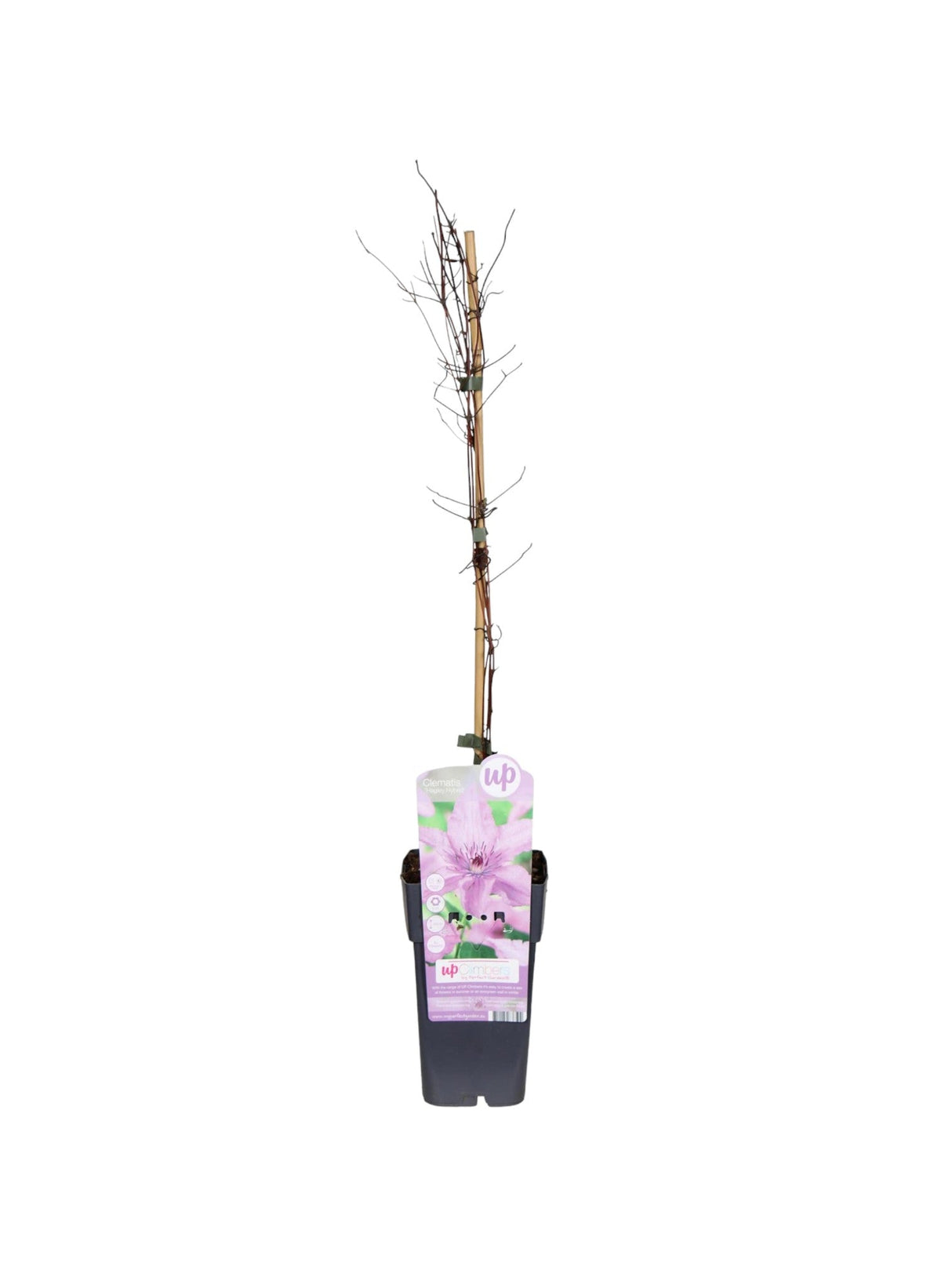 Livraison plante Clematite Hagley d15cm h65cm