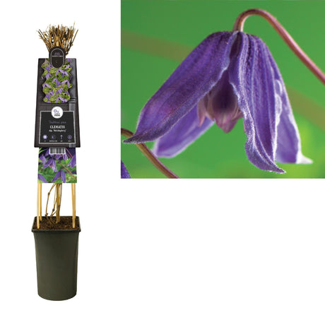 Livraison plante Clematite Helsingborg d17cm h75cm