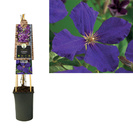 Livraison plante Clematite Jackmanii d17cm h75cm