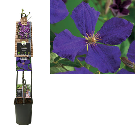 Livraison plante Clematite Jackmanii d23cm h115cm