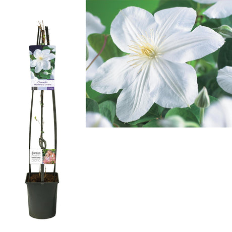 Livraison plante Clematite Madame le coultre blanche d23cm h115cm