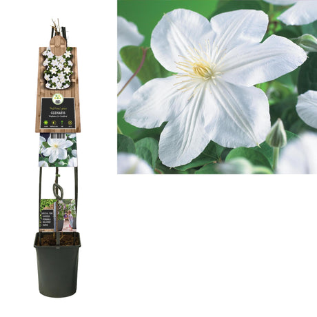 Livraison plante Clematite Madame Le coultre d23cm h115cm