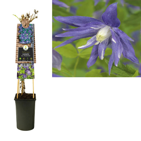 Livraison plante Clematite Madwell Hall d17cm h75cm