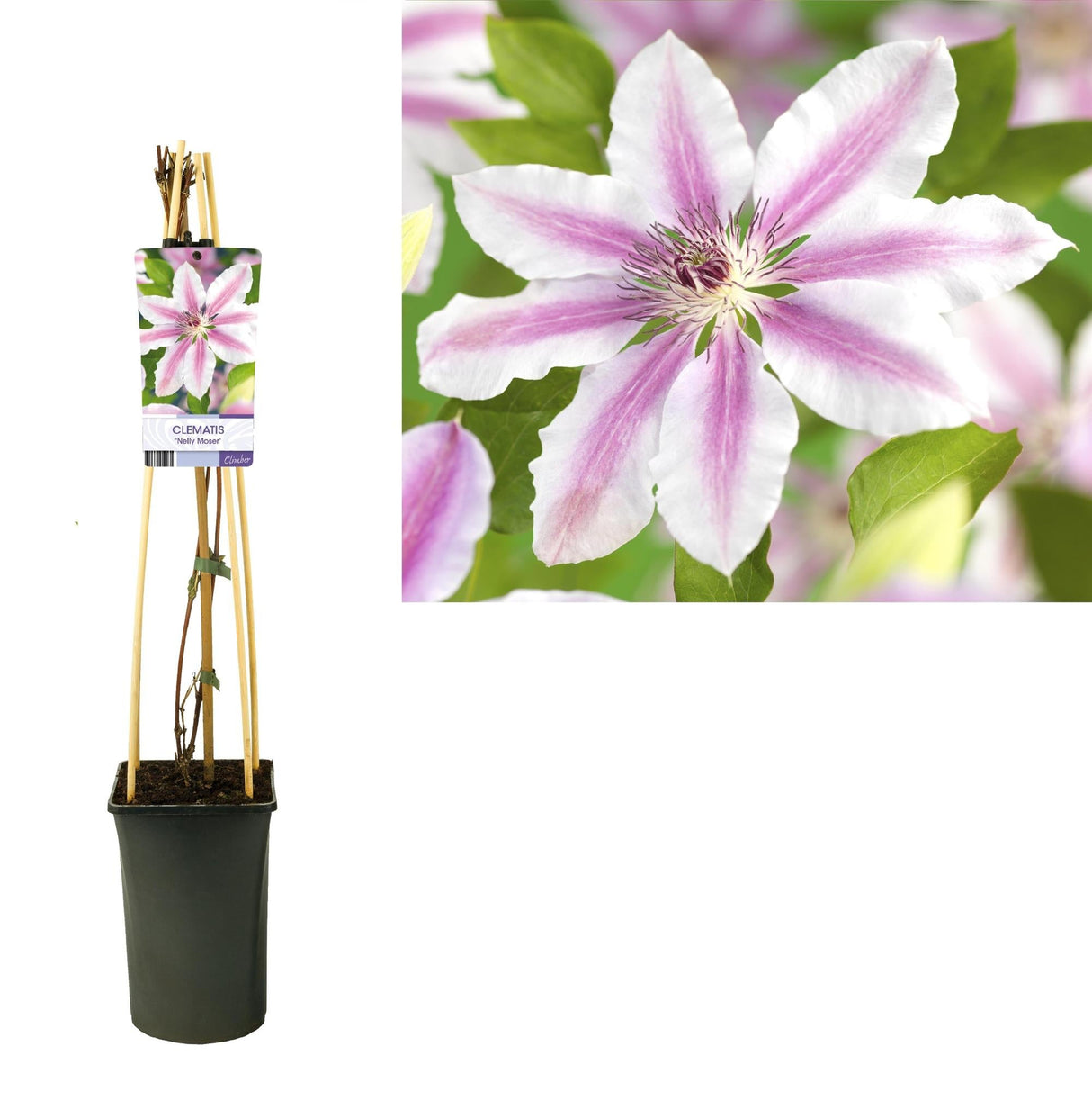 Livraison plante Clematite Nelly moser d17cm h75cm