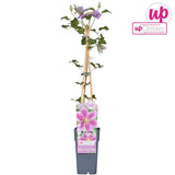 Livraison plante Clematite Peek - ↨65cm - Ø15 - plante d'extérieur fleurie grimpante