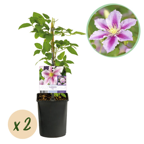 Livraison plante Clématite Piilu – Lot de 2 – Pot 11 cm – Hauteur 40 cm