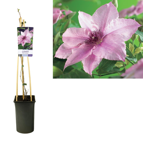 Livraison plante Clematite Pink fantaisie d17cm h75cm