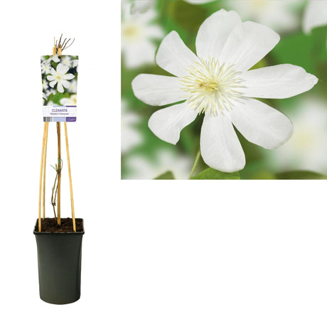 Livraison plante Clematite primrose d17cm h75cm