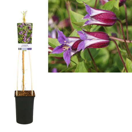 Livraison plante Clematite Prince william d17cm h75cm