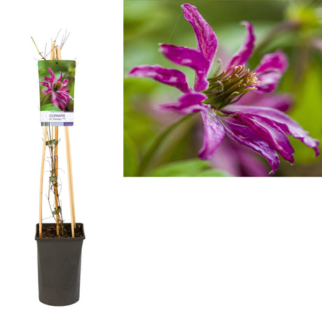 Livraison plante Clematite Rosalyn d17cm h75cm