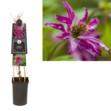 Livraison plante Clematite rosalyn violette d17cm h75cm