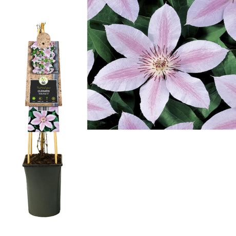 Livraison plante Clematite rose et blanche d17cm h75cm