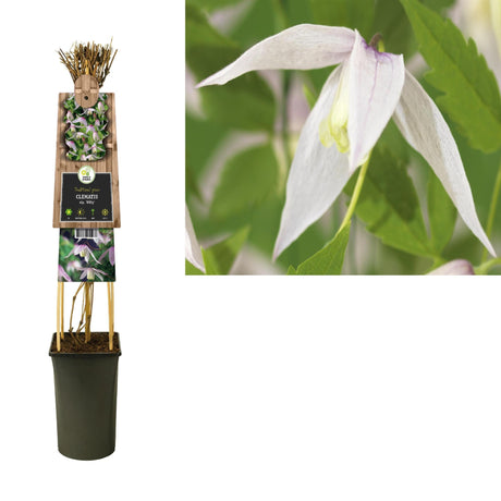 Livraison plante Clematite Willy blanche d17cm h75cm