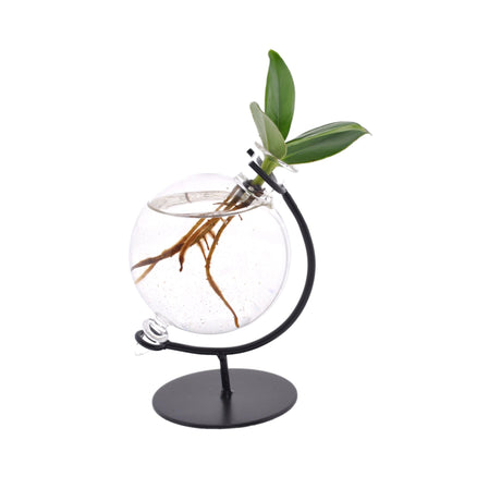 Livraison plante Clusia en hydroculture dans son support et vase en verre