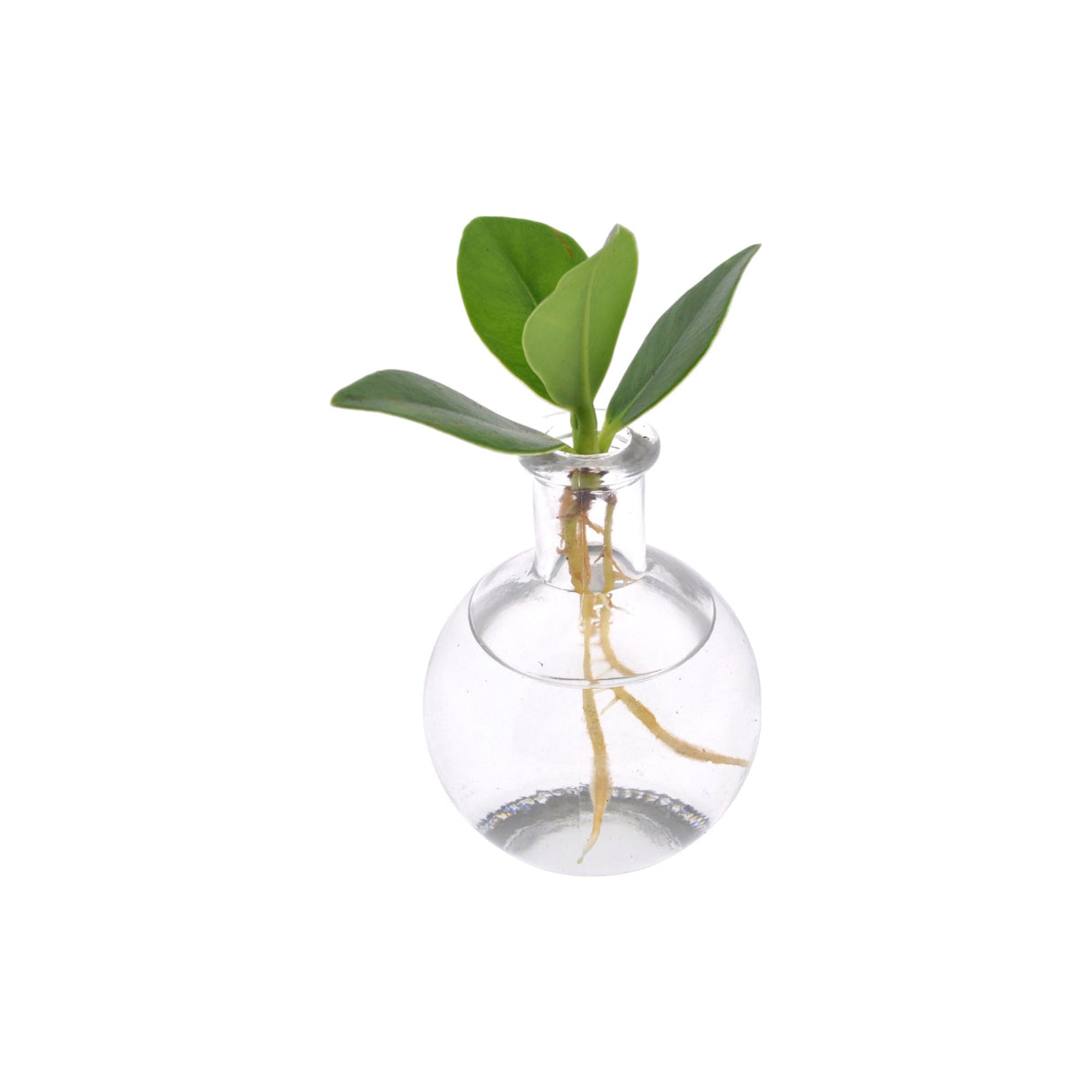Livraison plante Clusia en hydroculture et son vase en verre