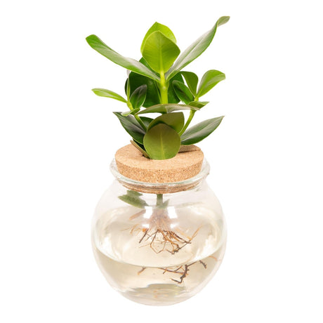 Livraison plante Clusia en hydroculture et son vase en verre et son bouchon de liège - h30cm, Ø12cm