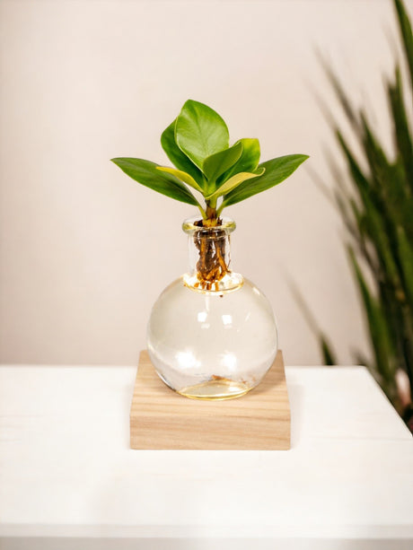 Livraison plante Clusia en verre Samoa avec éclairage LED - 10 cm - Ø4