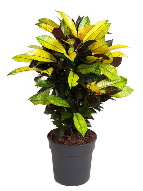 Livraison plante Codiaeum 'Mrs Iceton'