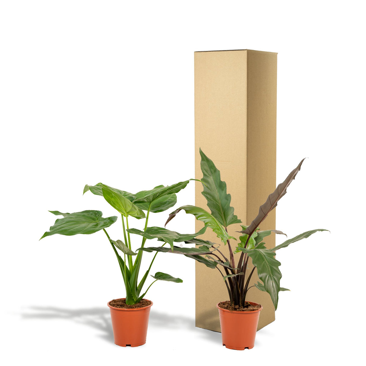 Livraison plante Coffret Alocasia Cucullata - Lot de 2 plantes