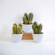 Livraison plante Coffret cactus et ses caches - pots blancs - Lot de 3 plantes, h23cm