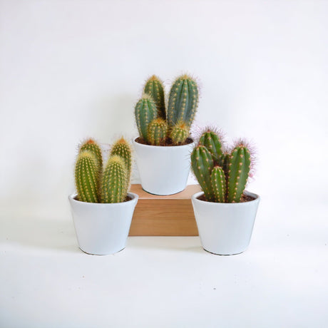 Livraison plante Coffret cactus et ses caches - pots blancs - Lot de 3 plantes, h23cm