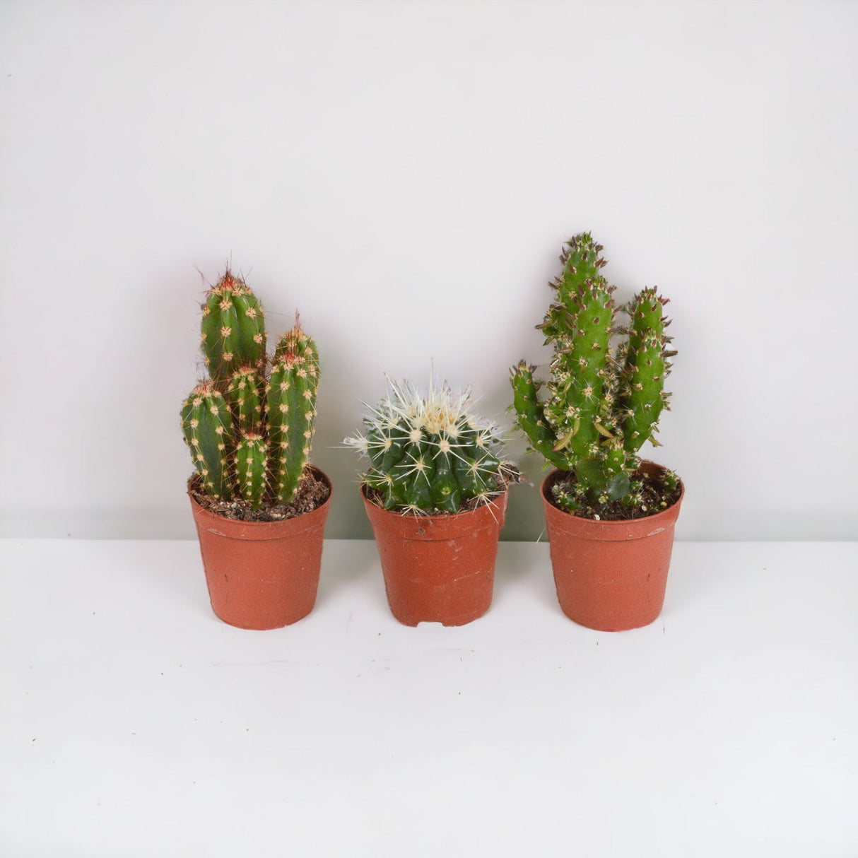 Livraison plante Coffret cactus - Lot de 10 plantes, h13cm