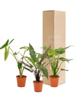 Livraison plante Coffret cadeau Alocasia - Lot de 3 plantes