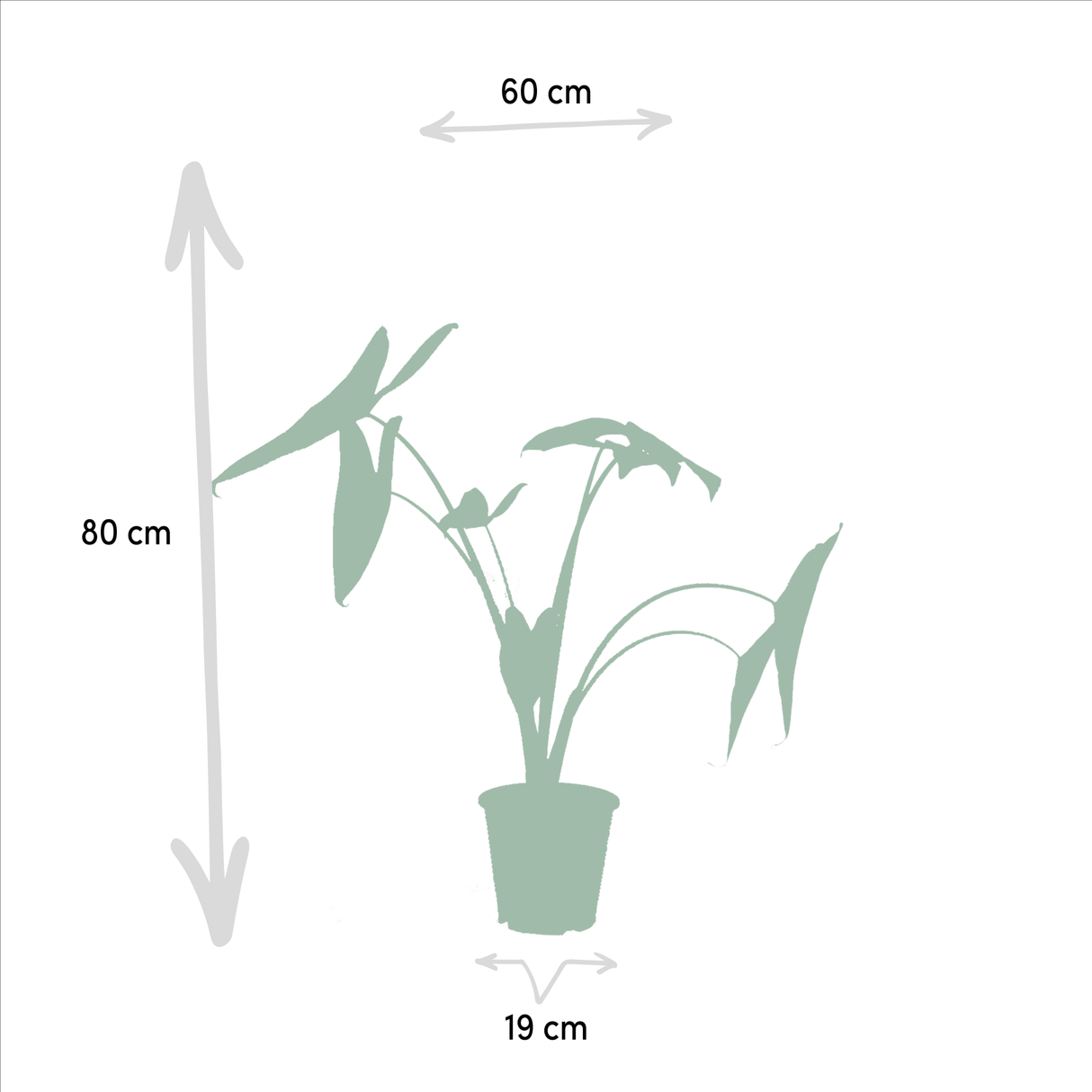 Livraison plante Coffret cadeau Alocasia - Lot de 3 plantes