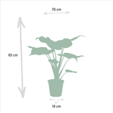 Livraison plante Coffret cadeau Alocasia - Lot de 3 plantes