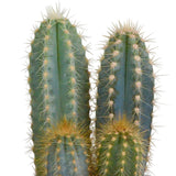 Livraison plante Coffret cadeau cactus et ses caches - pots terracotta - Lot de 3 plantes, h18cm