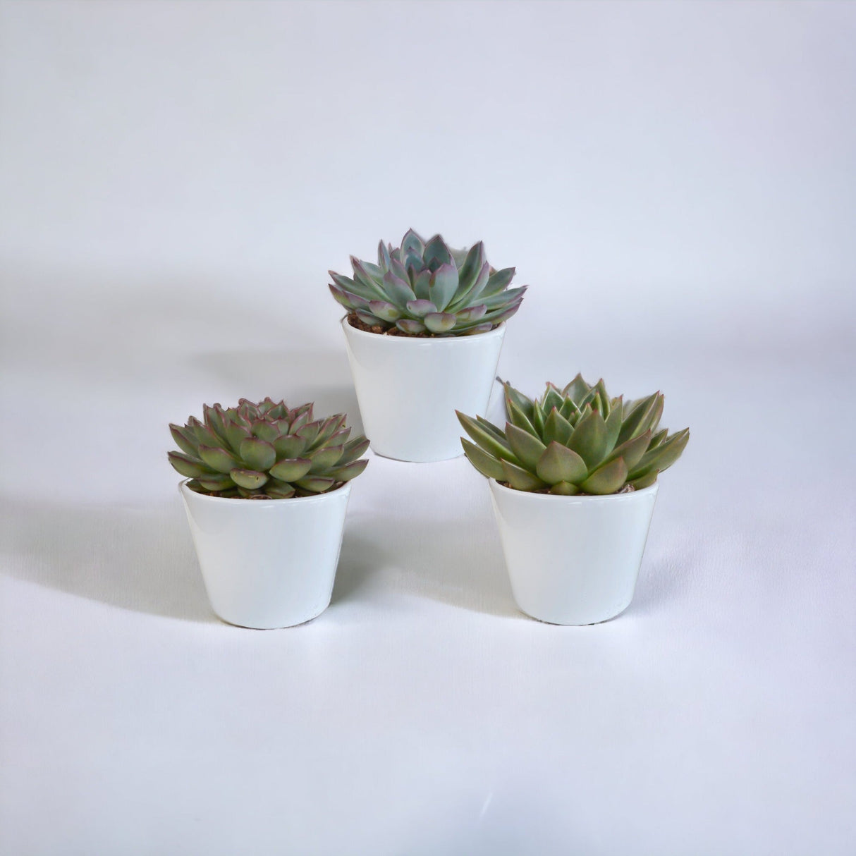 Livraison plante Coffret cadeau echeveria et ses caches - pots blancs - Lot de 3 plantes, h21cm