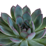 Livraison plante Coffret cadeau echeveria et ses caches - pots terracotta - Lot de 3 plantes, h21cm
