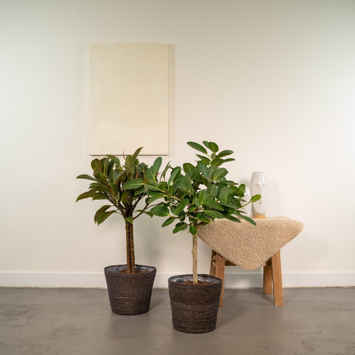 Livraison plante Coffret cadeau Ficus - Lot de 2 plantes, h90cm