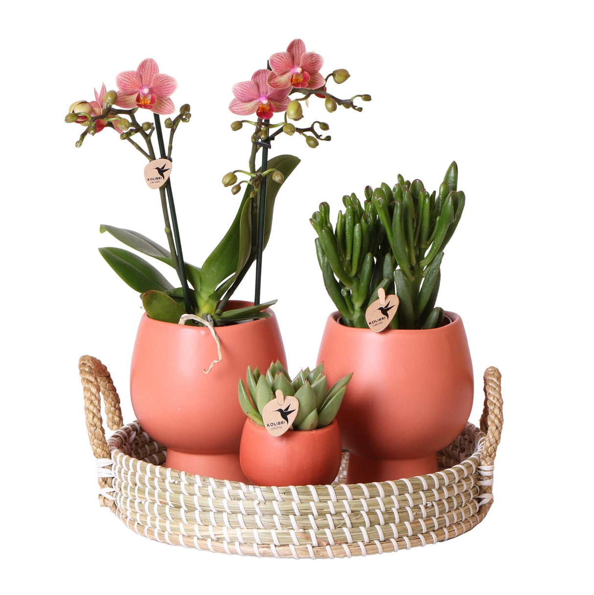 Livraison plante Coffret Cadeau Terracotta : Orchidée Phalaenopsis & Succulentes