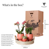 Livraison plante Coffret Cadeau Terracotta : Orchidée Phalaenopsis & Succulentes