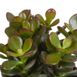 Livraison plante Coffret crassula et ses caches - pots blancs - Lot de 3 plantes, h18cm