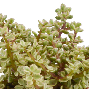 Livraison plante Coffret crassula et ses caches - pots blancs - Lot de 3 plantes, h21cm