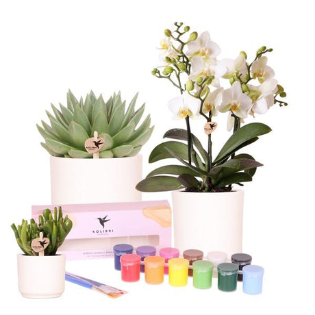 Livraison plante Coffret Créatif Grand Artiste 12 : Orchidées et succulentes