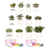 Livraison plante Coffret Créatif Grand Artiste 12 plantes vertes