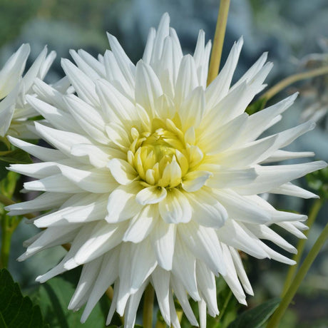 Livraison plante Coffret de bulbes hollandais Large, lot de 6 dahlias + Thé Mangue Coconut offert