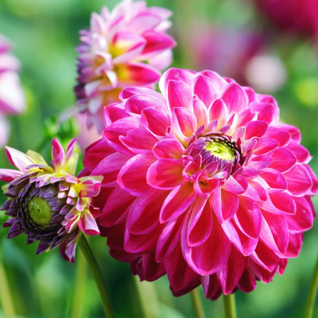 Livraison plante Coffret de bulbes hollandais Large, lot de 6 dahlias + Thé Mangue Coconut offert