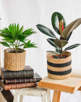 Livraison plante Coffret de Plantes Easycare