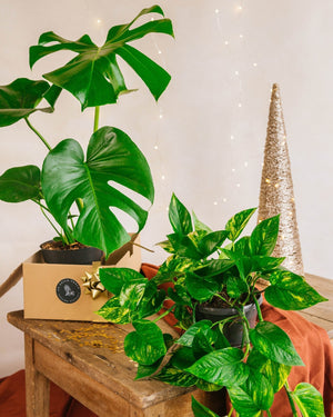 Livraison plante Coffret - Duo de plantes